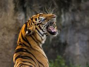 Indigenous tribe that worships tigers helps protect the species