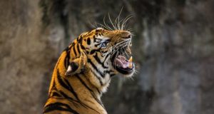 Indigenous tribe that worships tigers helps protect the species