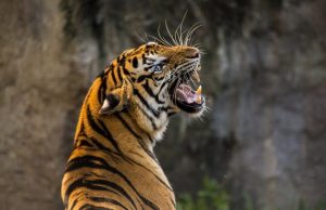 Indigenous tribe that worships tigers helps protect the species