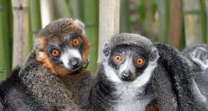 Lemurs show theres no single formula for lasting love