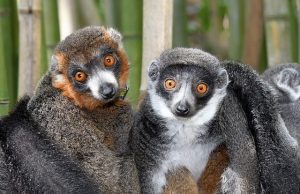 Lemurs show theres no single formula for lasting love