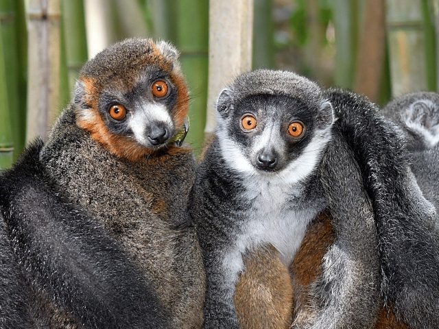 Lemurs show theres no single formula for lasting love