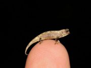 Meet the nano chameleon a new contender for the title of worlds smallest reptile