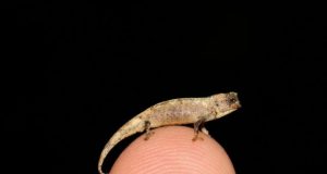 Meet the nano chameleon a new contender for the title of worlds smallest reptile