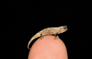Meet the nano chameleon a new contender for the title of worlds smallest reptile