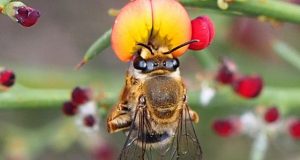 Native bees under threat from growing urbanization