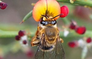 Native bees under threat from growing urbanization