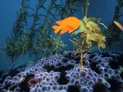 New research on sea urchins challenges long held assumptions about marine reserves