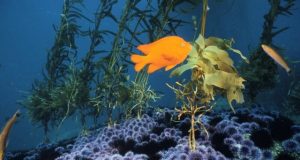 New research on sea urchins challenges long held assumptions about marine reserves