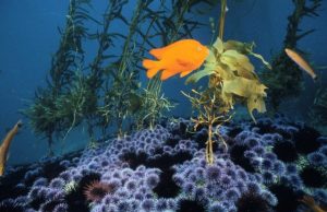New research on sea urchins challenges long held assumptions about marine reserves