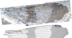 Paleontologists discover new insect group after solving 150 year old mystery