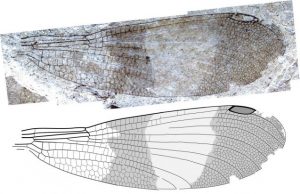 Paleontologists discover new insect group after solving 150 year old mystery