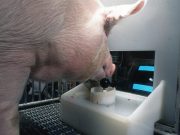 Pigs show potential for remarkable level of behavioral mental flexibility in new study