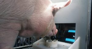 Pigs show potential for remarkable level of behavioral mental flexibility in new study