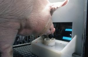 Pigs show potential for remarkable level of behavioral mental flexibility in new study