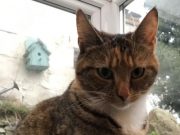 Play and meaty food reduce hunting by cats