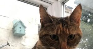 Play and meaty food reduce hunting by cats