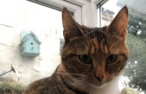 Play and meaty food reduce hunting by cats