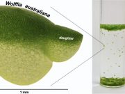 Research catches up to worlds fastest growing plant