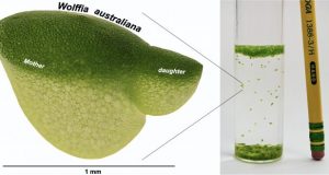 Research catches up to worlds fastest growing plant