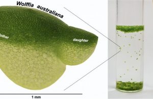 Research catches up to worlds fastest growing plant