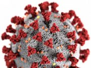 Researchers engineer a tiny antibody capable of neutralizing the coronavirus