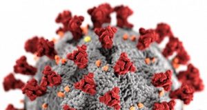 Researchers engineer a tiny antibody capable of neutralizing the coronavirus