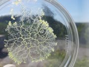Researchers find a single-celled slime mold with no nervous system that remembers food locations Researchers find a single celled slime mold with no nervous system that remembers food locations
