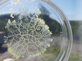 Researchers find a single celled slime mold with no nervous system that remembers food locations