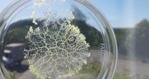 Researchers find a single celled slime mold with no nervous system that remembers food locations