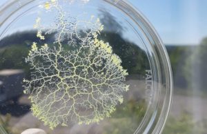 Researchers find a single celled slime mold with no nervous system that remembers food locations