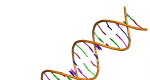 Researchers invent new gene editing tool