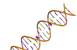 Researchers invent new gene editing tool
