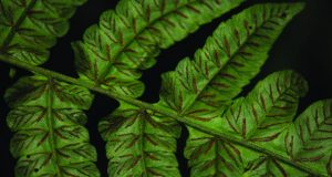 Researchers reveal the biogeographical patterns of fern diversity