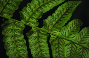 Researchers reveal the biogeographical patterns of fern diversity