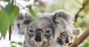 Retroviruses are re writing the koala genome and causing cancer