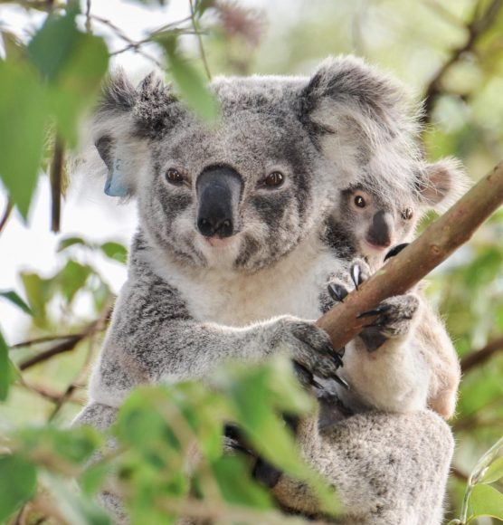 Retroviruses are re writing the koala genome and causing cancer