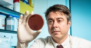 Scientists identify how harmless gut bacteria turn bad