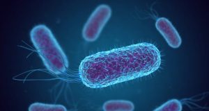 Specific bacteria in the gut prompt mother mice to neglect their pups