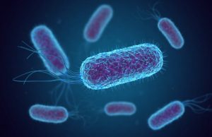 Specific bacteria in the gut prompt mother mice to neglect their pups