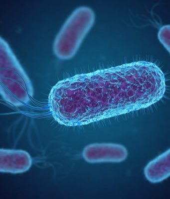 Specific bacteria in the gut prompt mother mice to neglect their pups