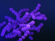 Synthetic protein quality control system in bacteria