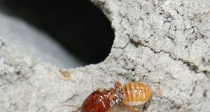 Termite gut microbes could aid biofuel production