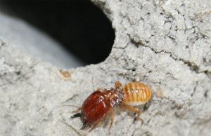 Termite gut microbes could aid biofuel production