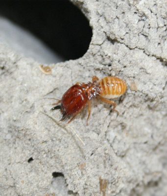 Termite gut microbes could aid biofuel production Termite gut microbes could aid biofuel production
