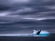 The songs of fin whales offer new avenue for seismic studies of the oceanic crust