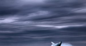 The songs of fin whales offer new avenue for seismic studies of the oceanic crust