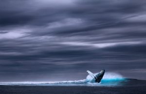 The songs of fin whales offer new avenue for seismic studies of the oceanic crust