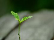 Time lapse reveals the hidden dance of roots