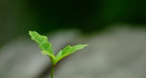 Time lapse reveals the hidden dance of roots